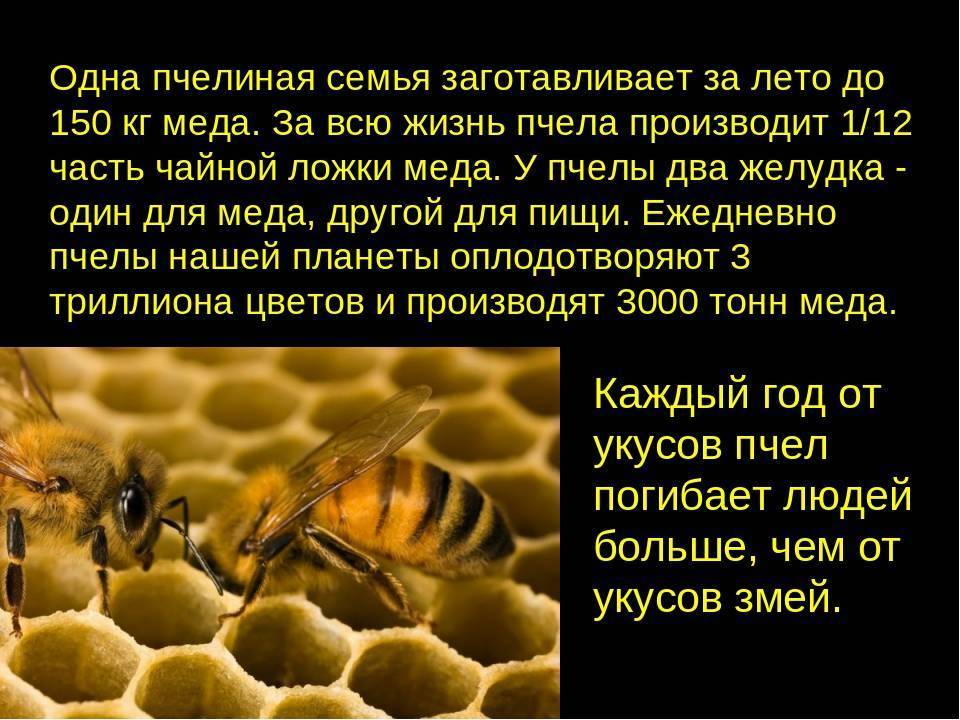 Интересные факты о пчелах