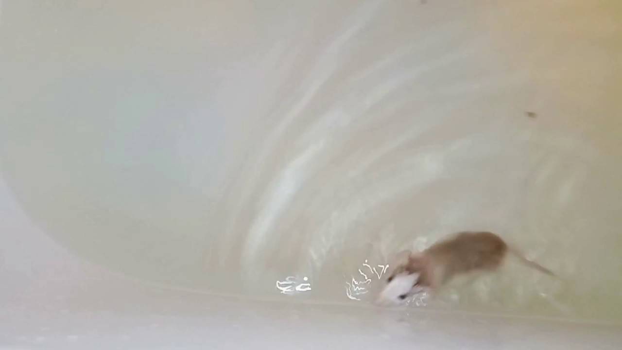 ✅ крысы плавают в воде - питомник46.рф