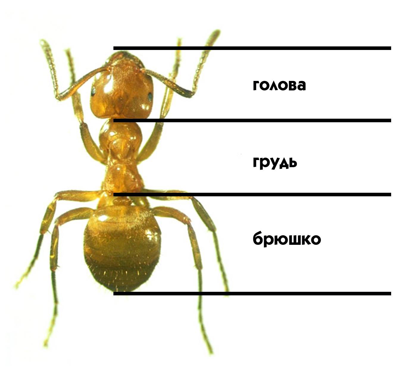 Строение муравья: сколько лап у насекомого? сколько ног у муравья: основные признаки насекомого
