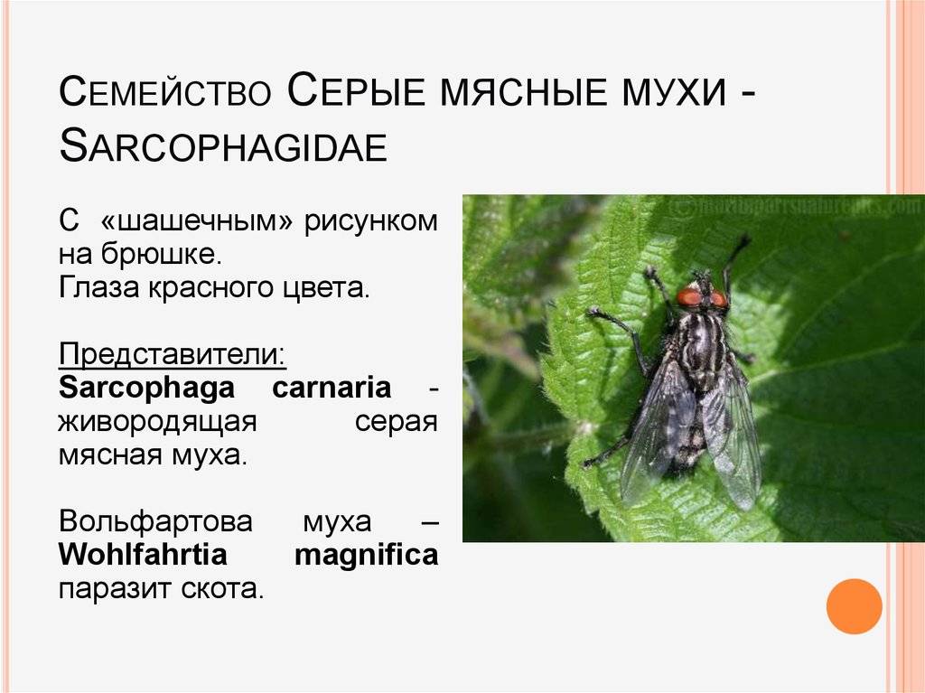 Миазы — большая медицинская энциклопедия