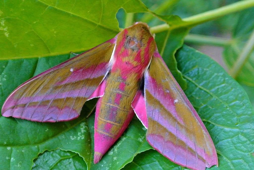 Винный бражник – образ жизни редких бабочек и гусениц. кем на самом деле является насекомое, похожее на колибри