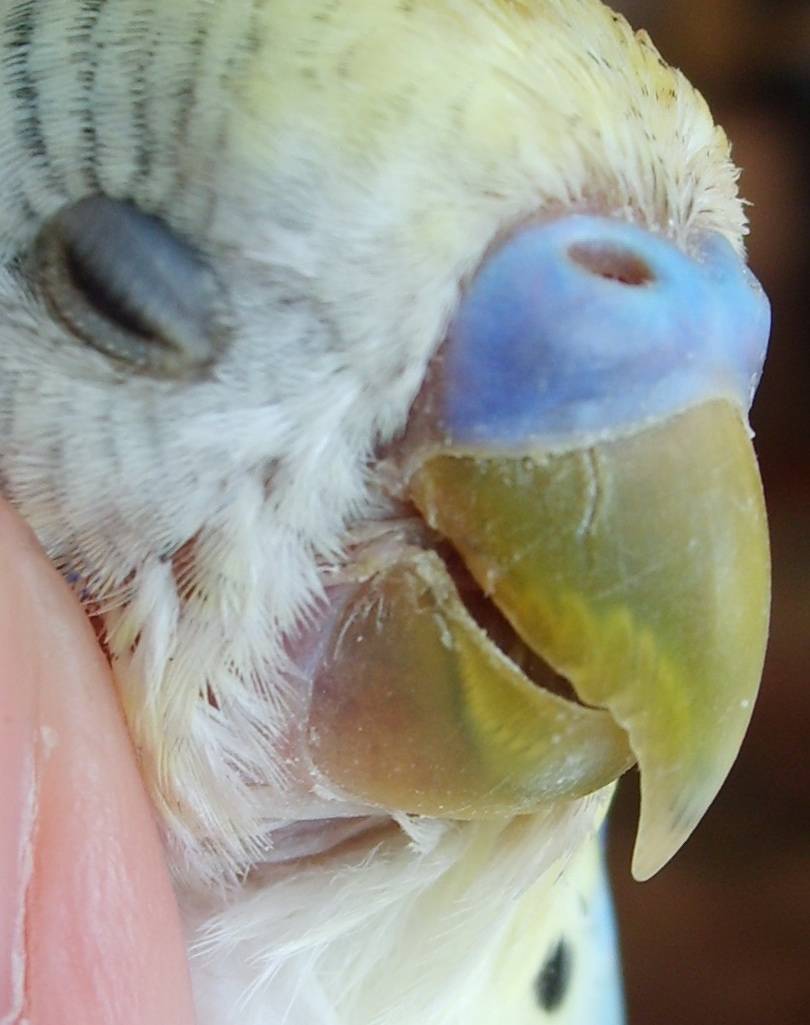 Поражение клещом волнистого попугая – симптомы и лечение в домашних условиях