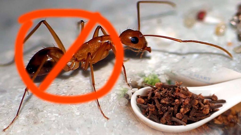 Какую пользу приносят муравьи лесу и людям?
