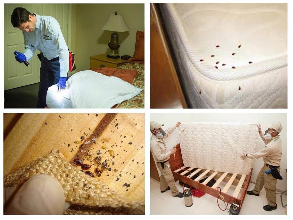 Как избавиться от клопов: действенные методы в домашних условиях, как уничтожить постельных насекомых