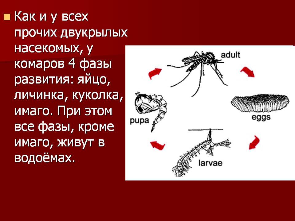Личинки комаров – фото и описание
