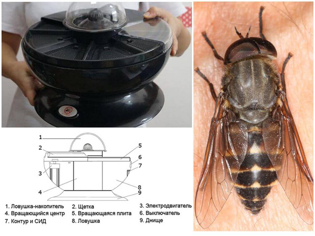 Как сделать ловушку для насекомых дома. боремся с незваными гостями: ловушки для ос, мух и комаров