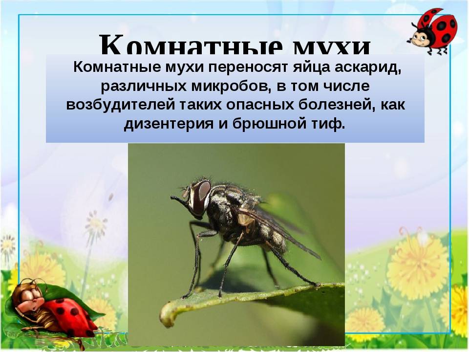 Почему мухи вредны для человека