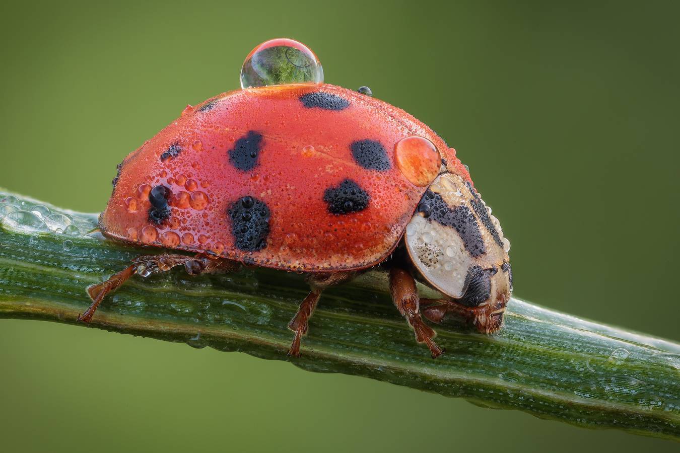 Самые красивые виды жуков на планете земля: фото и описание