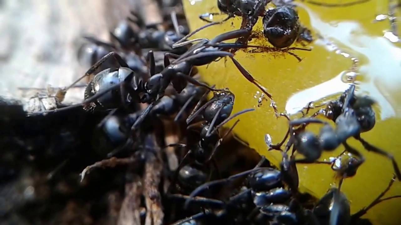 Черные большие муравьи на даче и в доме - как избавиться народными средствами