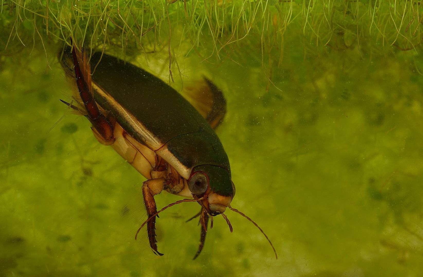Как избавиться жуков плавунцов в бассейне: лучшие методики