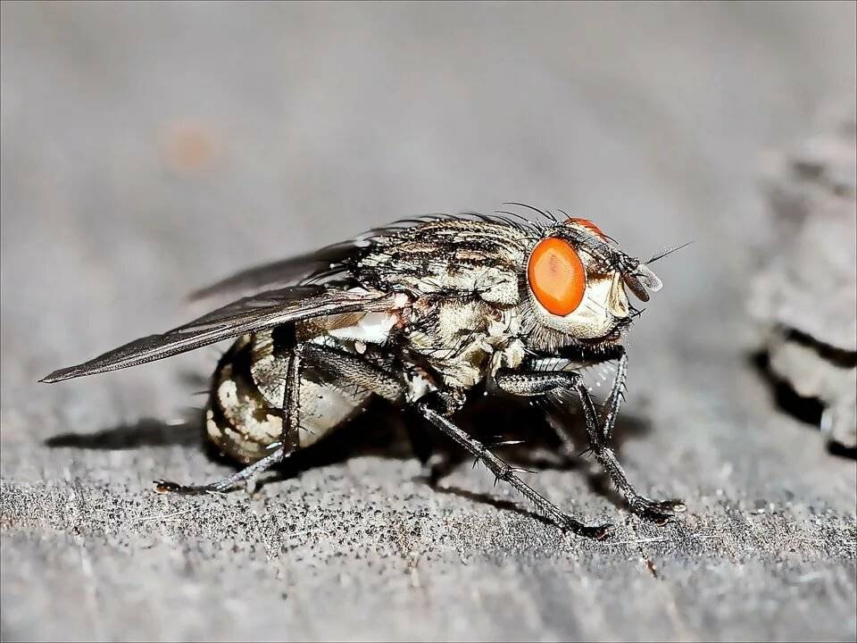 Описание и фото домашней мухи