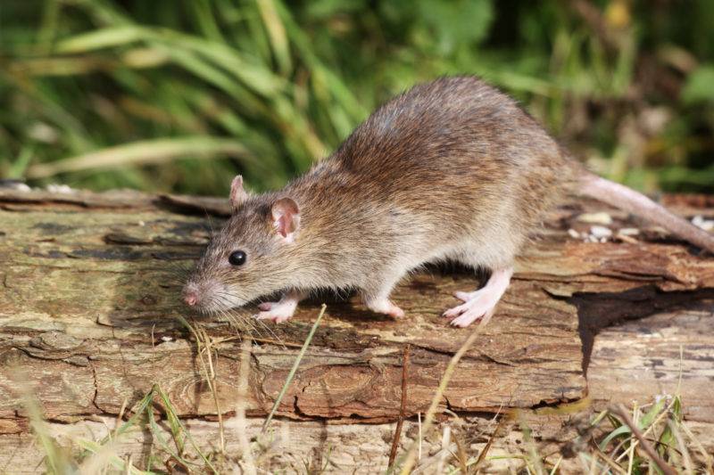 Как избавиться от мышей на даче навсегда: народные средства для борьбы