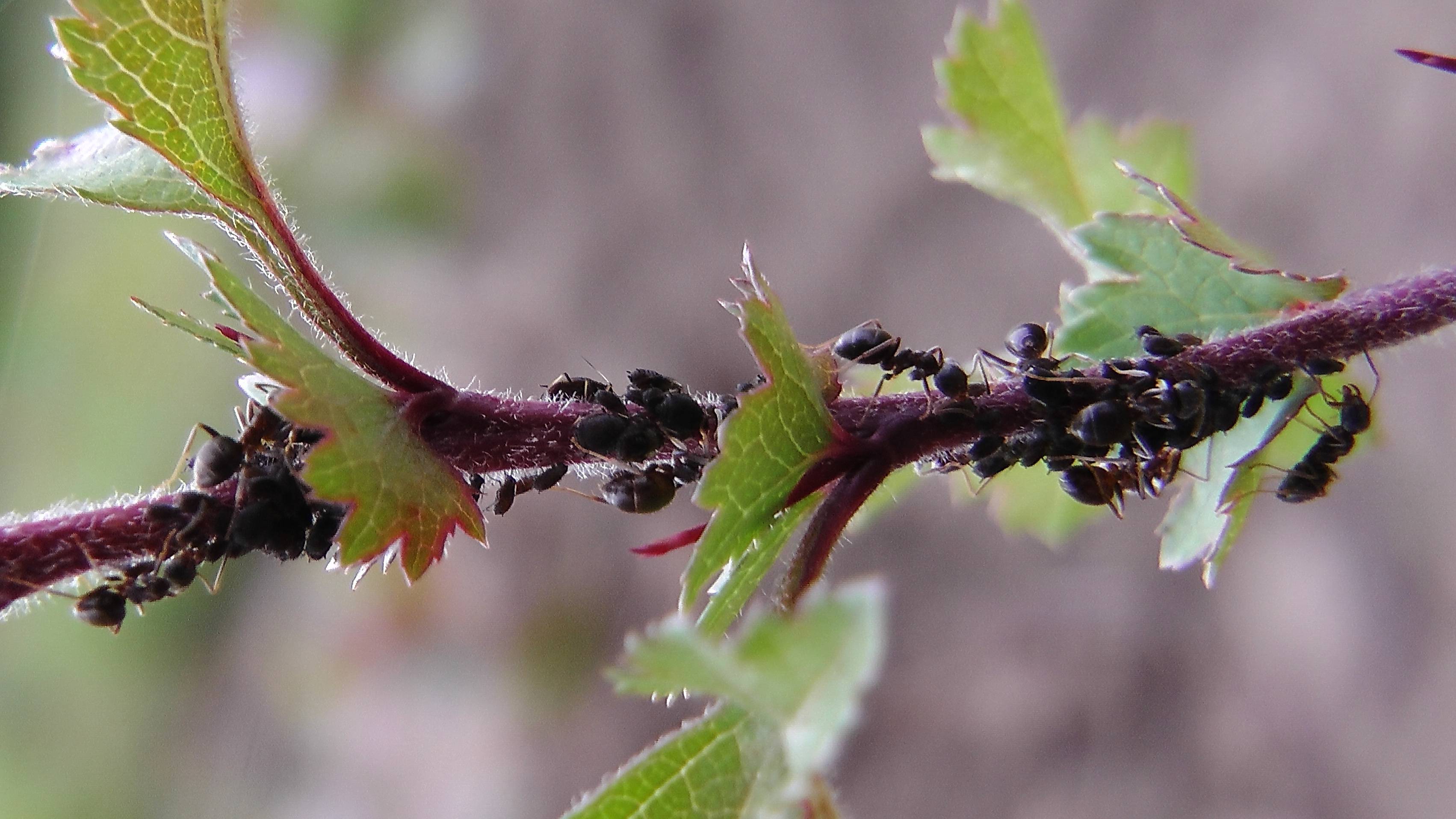 Как избавиться от муравьев на смородине: основные методы борьбы, 6 народных рецептов