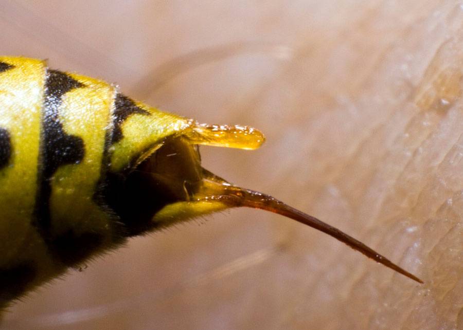 Жало у осы и его применение: сравнение жала осы и пчелы