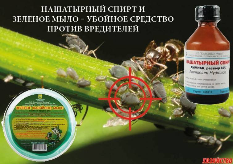 Нашатырный спирт против тараканов: действие и правила применения