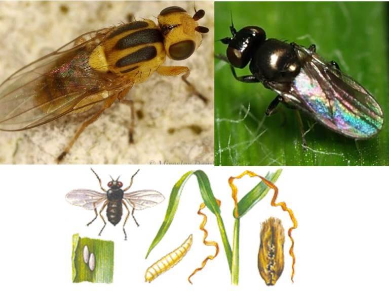 Шведская муха – опасный вредитель кукурузы, ячменя, овса