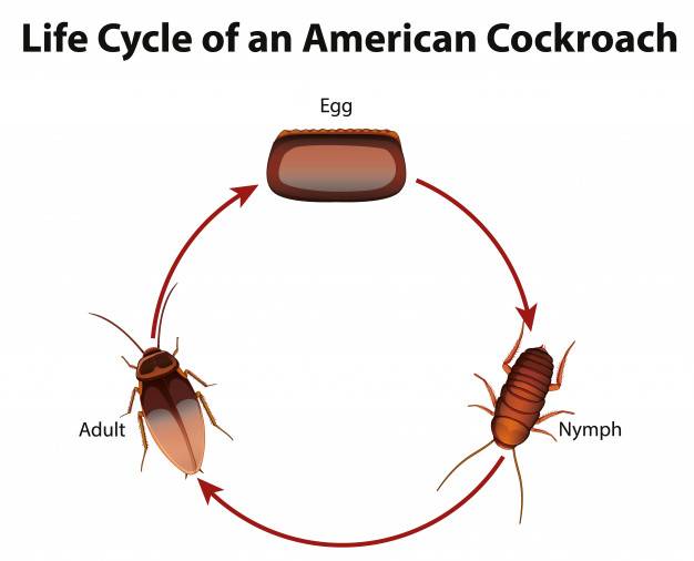 Как живут и размножаются тараканы?