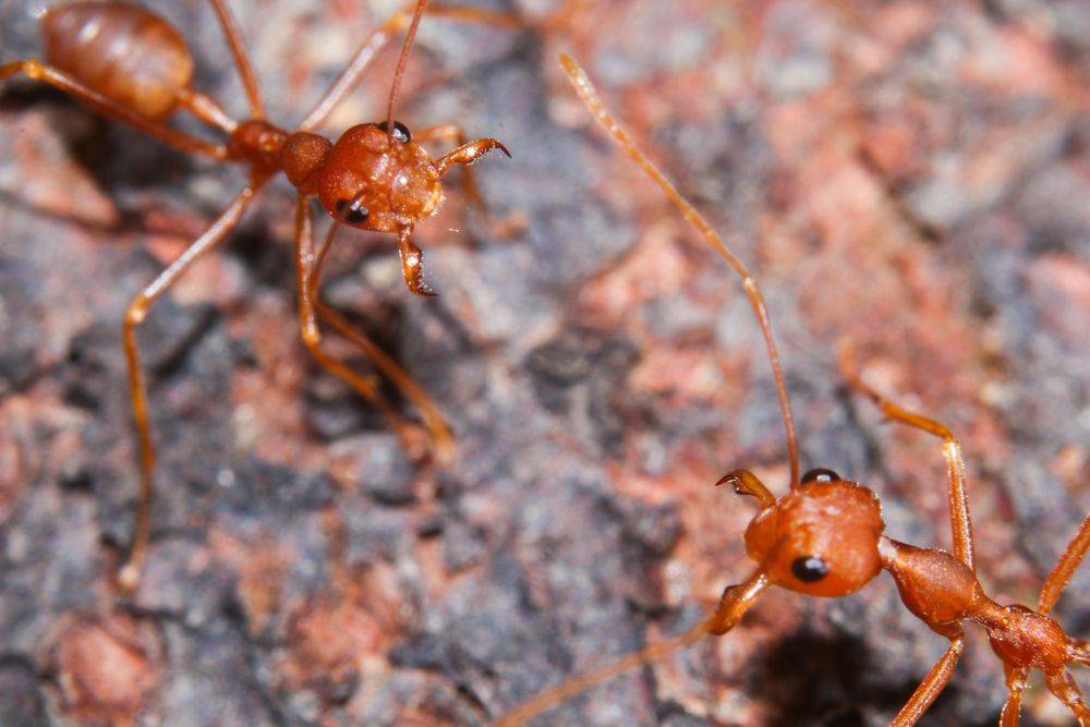 Красные муравьи в квартире: как вывести и какое средство применить
