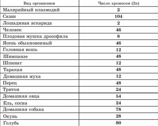 Сколько хромосом у различных животных?