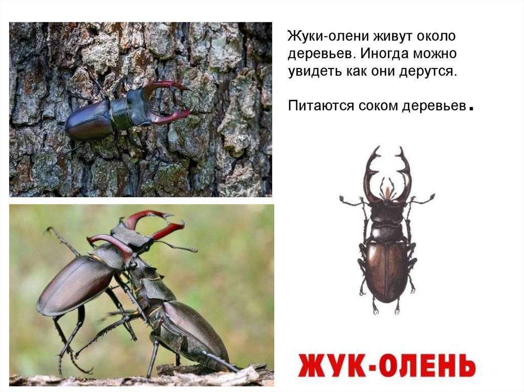 Жук рогач: фото оленя и его особенности самого крупного жука