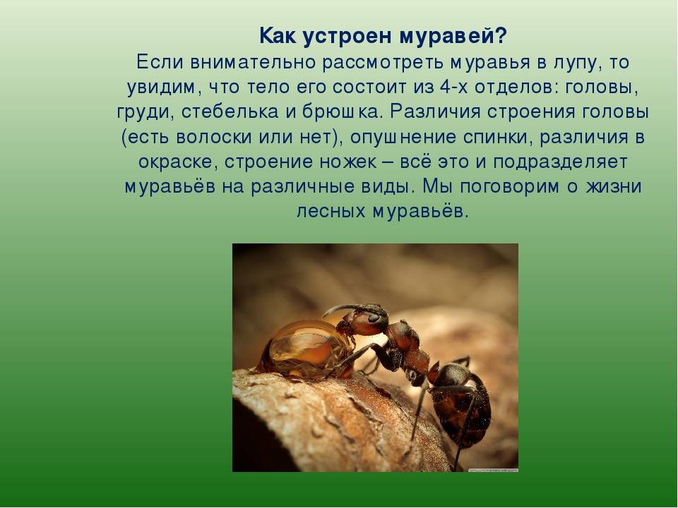 Интересные факты о муравьедах