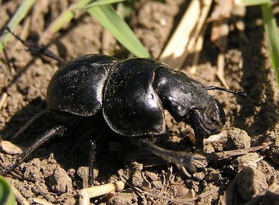 Полезные и вредные жуки в огороде – фото, описания и что с ними делать