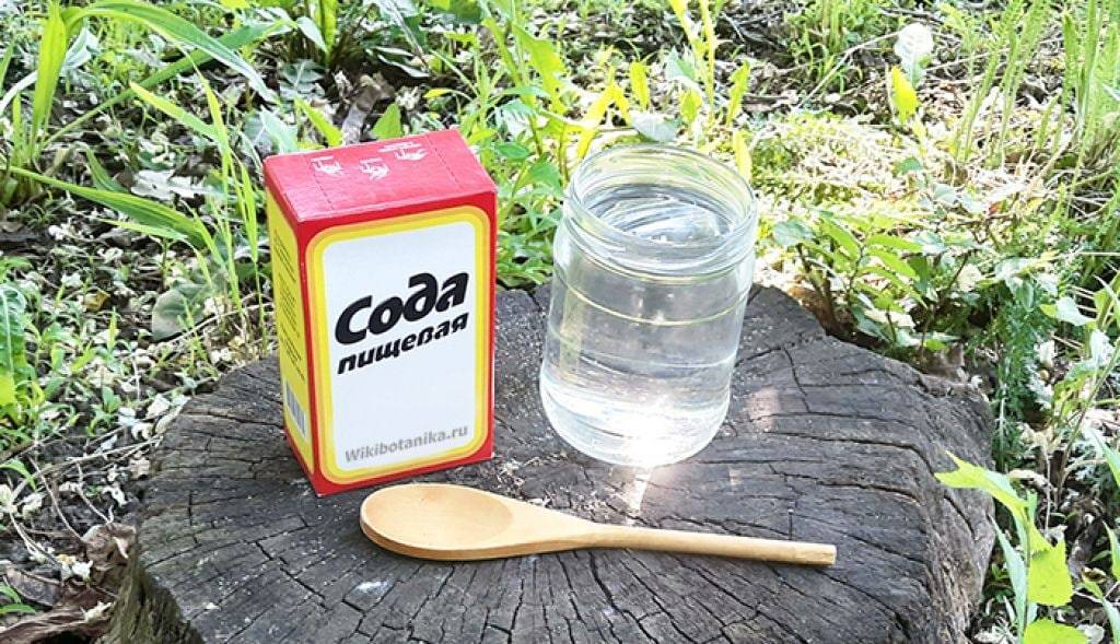 Сода — отличное средство для борьбы с муравьями! инструкция по применению