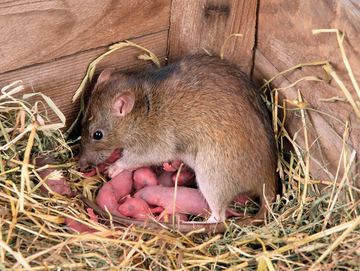 Продолжительность жизни мышей: в природе и домашних условиях, от чего это зависит