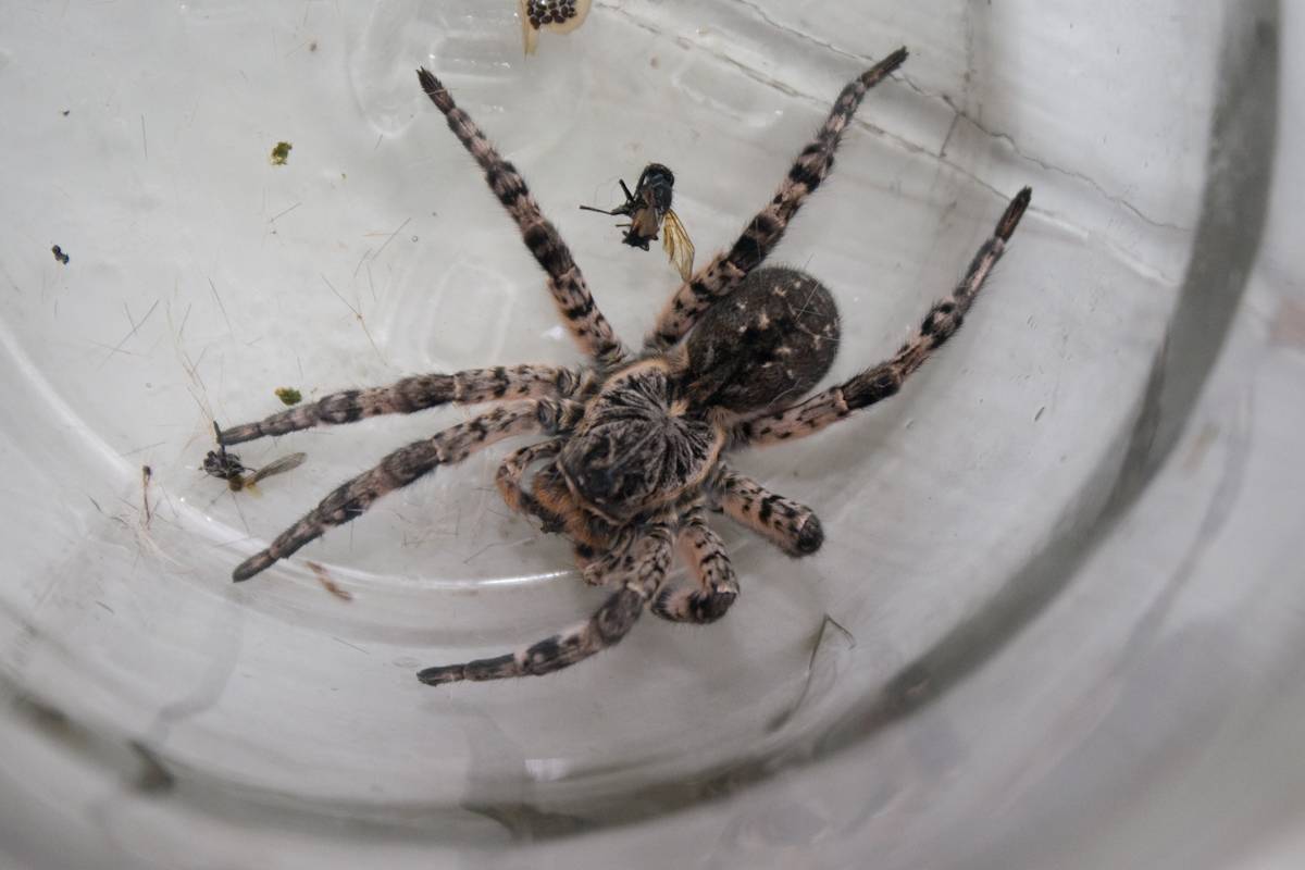 Ядовитые пауки в новосибирской области фото и описание