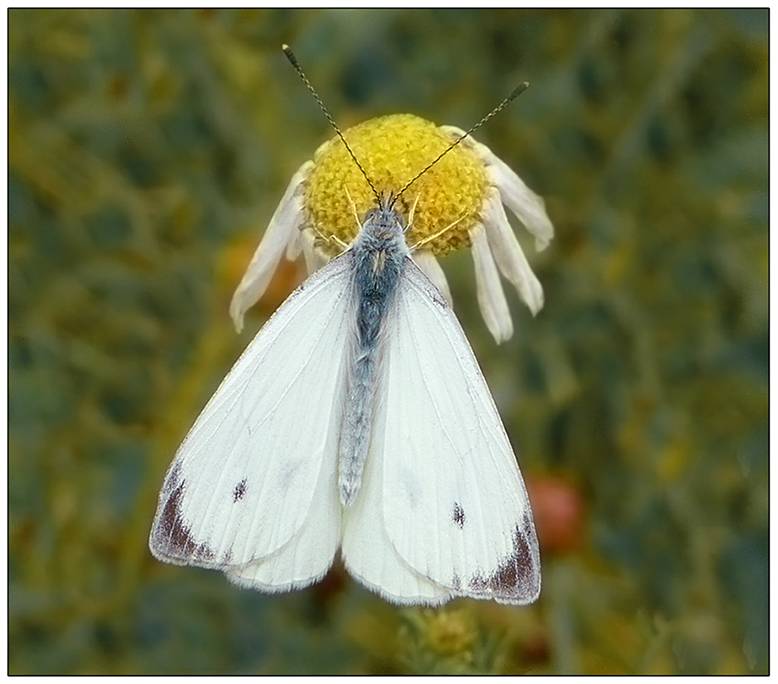 Бабочка павлиний глаз — особенности и характеристика