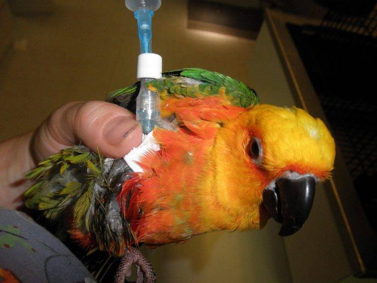 Как и чем лечить попугая от клещей