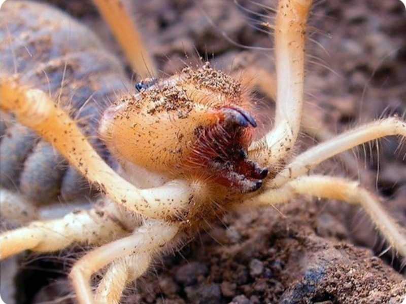 Верблюжий паук (сольпуга, паук фаланга) – фото и описание
