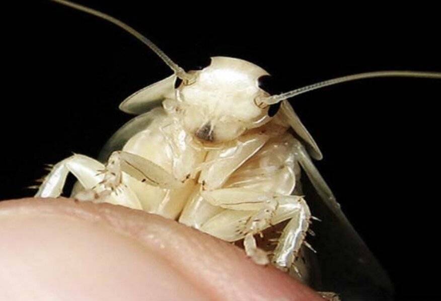 Белые тараканы в квартире: откуда берутся