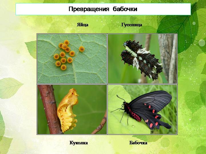 Чем питаются бабочки в природе и в домашних условиях: интересная информация
