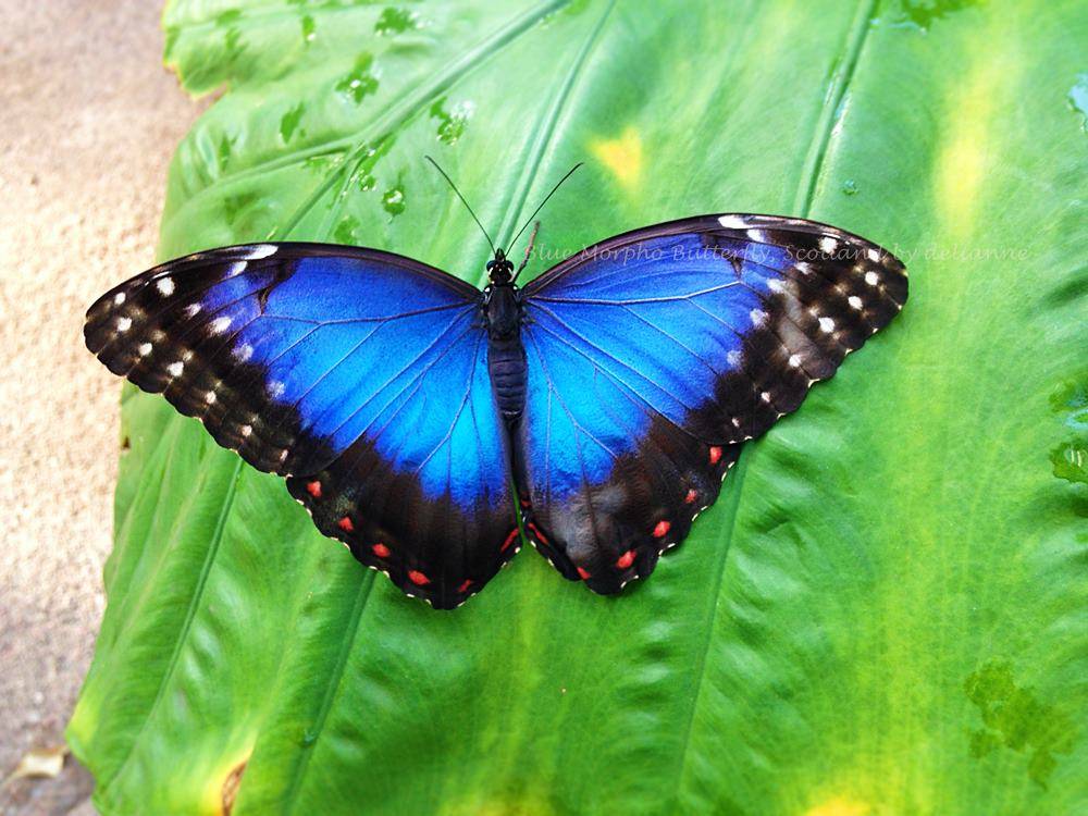 22 самые красивые бабочки: фото и описание