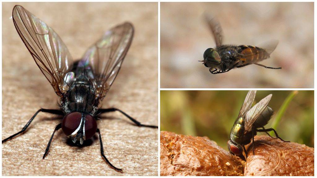 Личинки мухи в теле человека