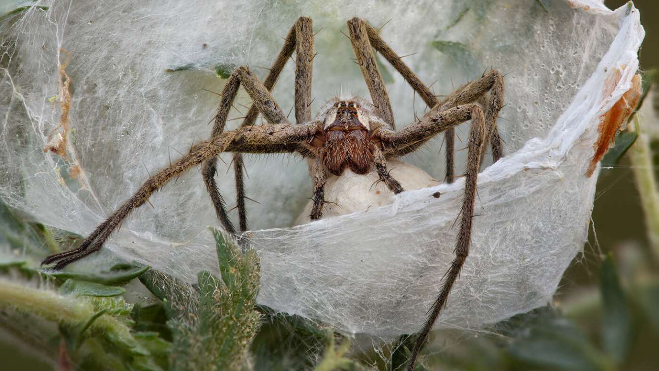 50 интересных фактов о пауках  для любознательных — общенет