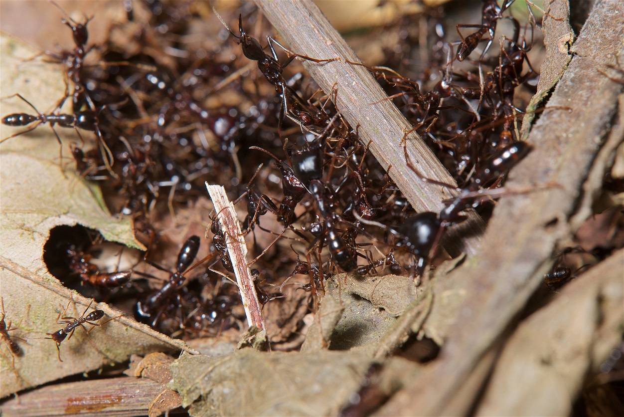Как зимуют муравьи в муравейнике
