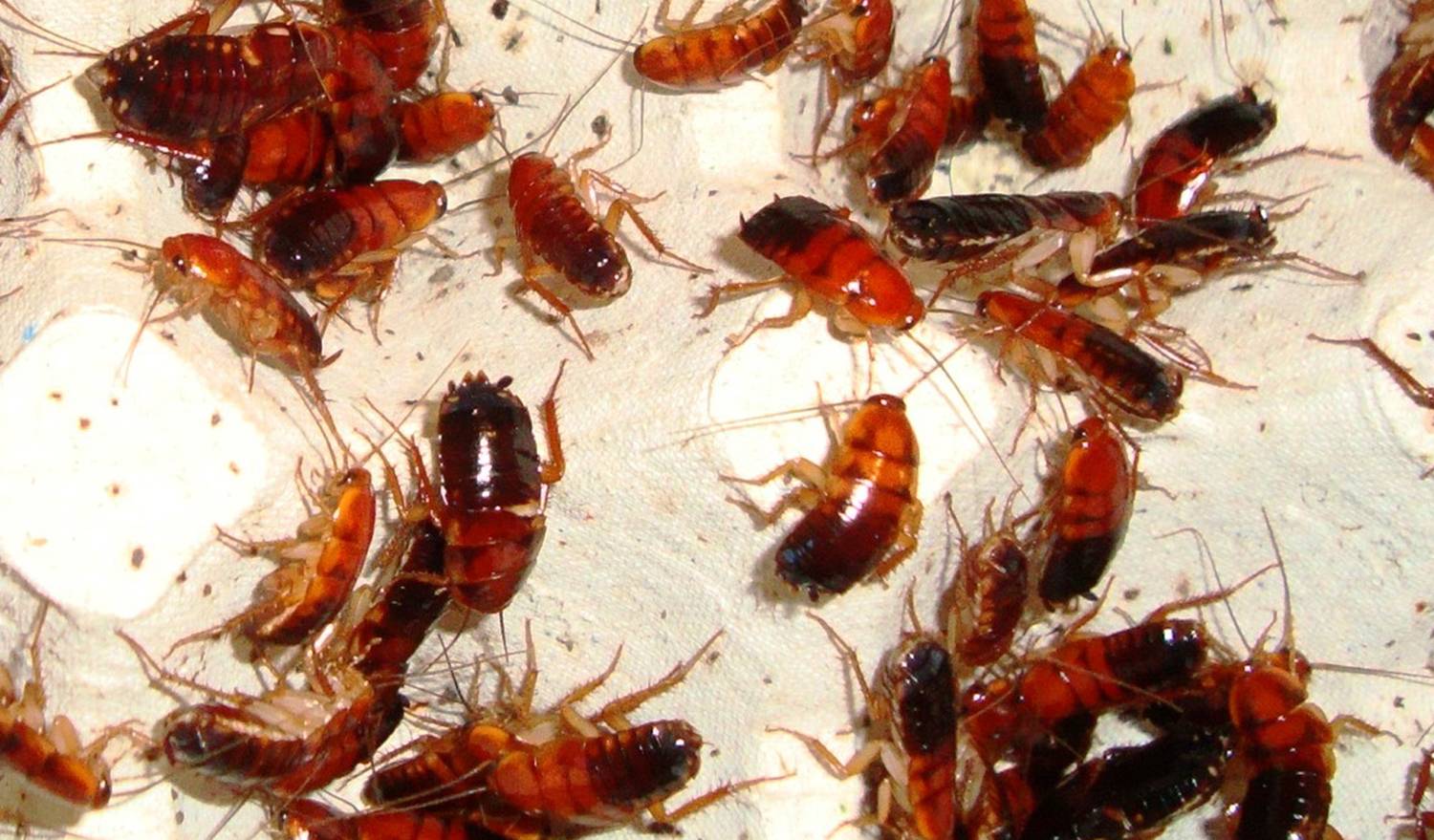 Как размножаются тараканы они завоюют мир
