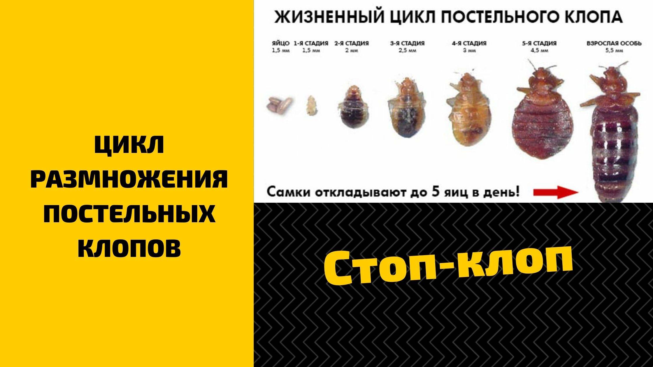 Клопы постельные жизненный цикл