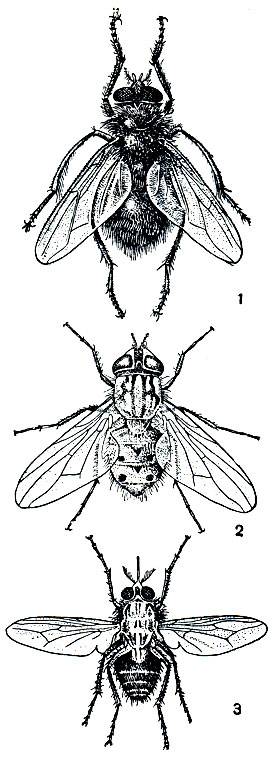 Описание и фото навозной мухи