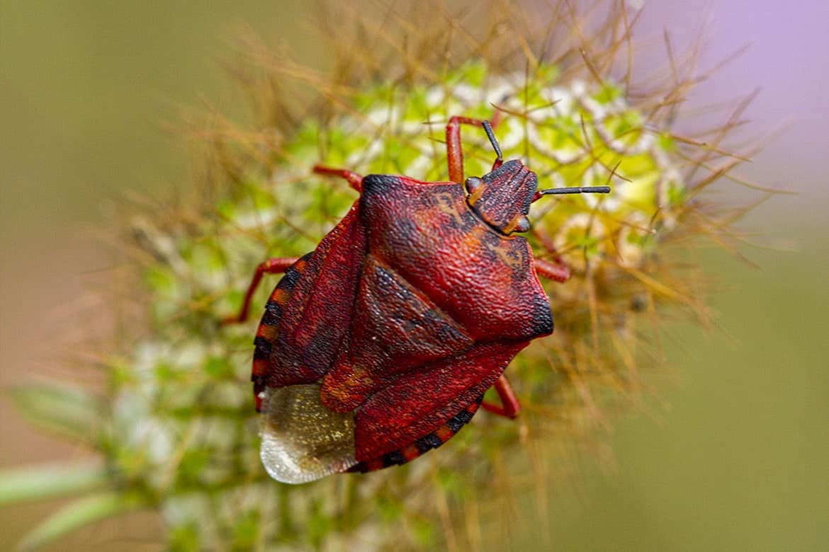 ❶ клопы щитники: фото-обзор и описание насекомых, какие бывают, где живут и как избавиться?