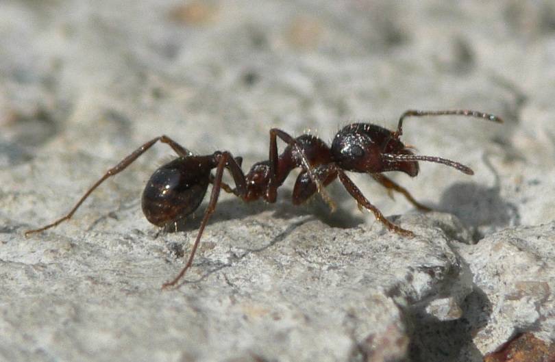 Виды муравьев: отряды, рода, типы, разновидности в россии и фото русский фермер