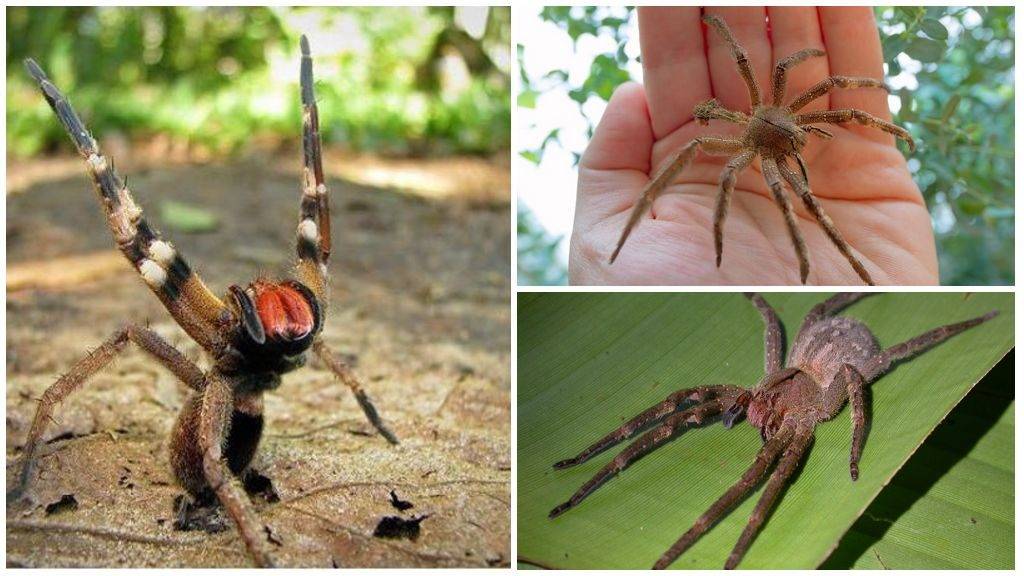Бразильский паук путешественник, бегун, или солдат, чем опасен его укус?