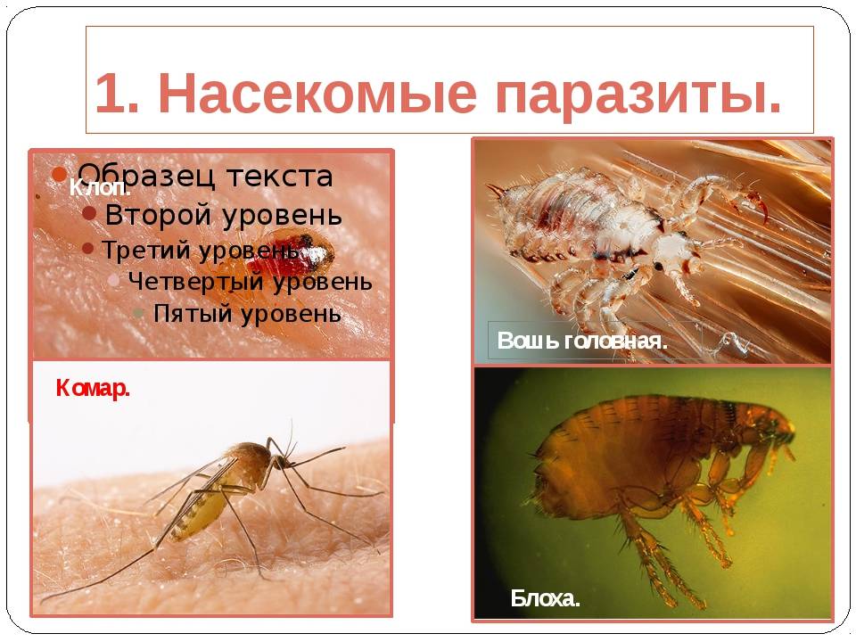Насекомые вызывающие заболевания. Насекомые паразиты человека. Насекомые паразиты человека и животных.