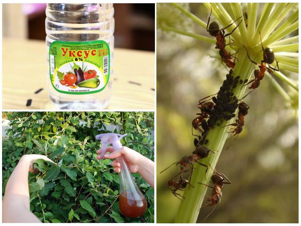 Уксус от муравьев в огороде: 4 способа применения