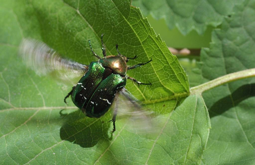 Жук бронзовка – большой зеленый блестящий жук, похожий на майского