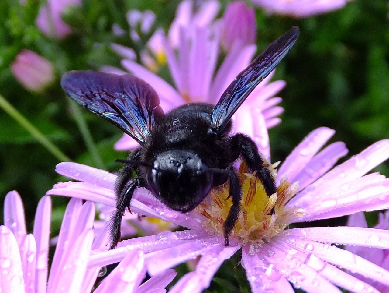 Пчела: описание, размножение, образ жизни, ареал, питание, враги, как делают мед, интересные факты  - «как и почему»