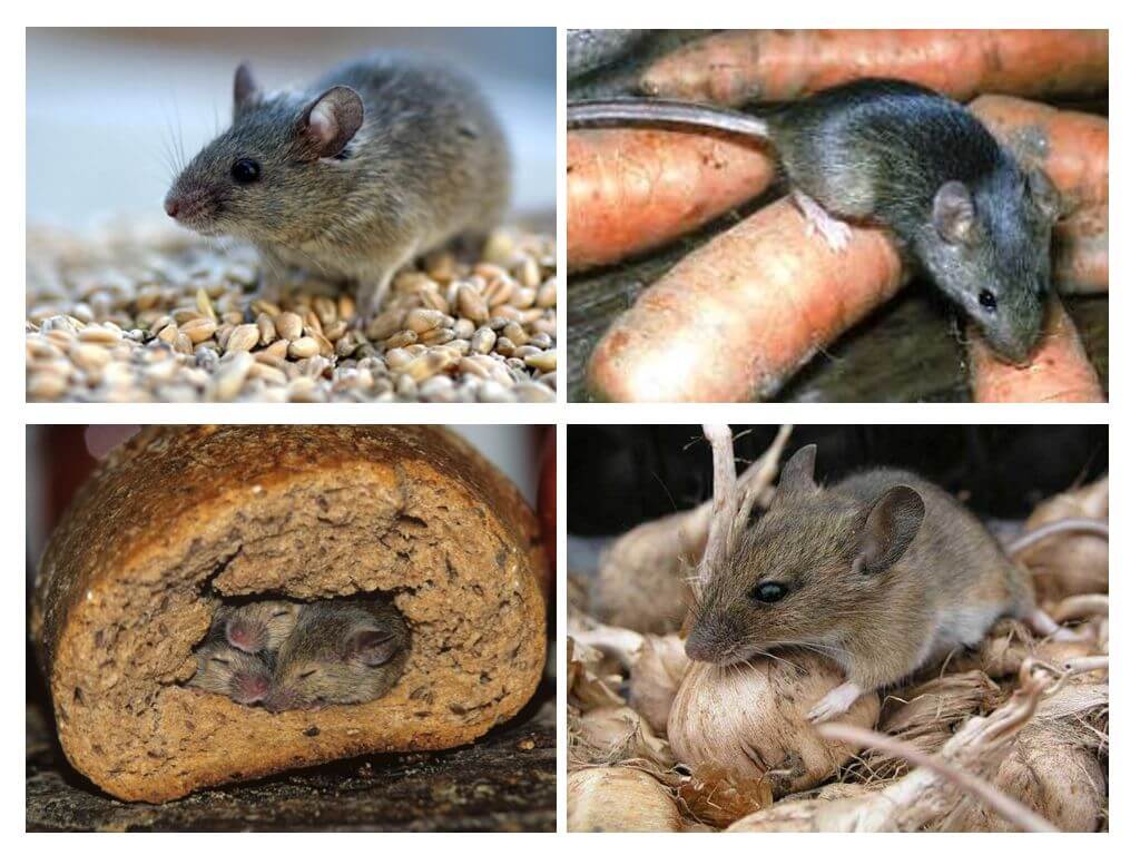 Чем питаются мыши в диких условиях и вблизи человеческого жилья?