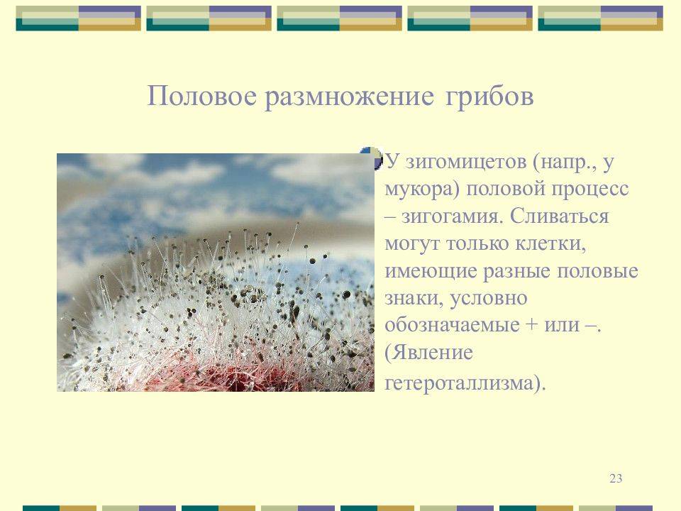 Гриб мукор (белая плесень): строение, питание и размножение